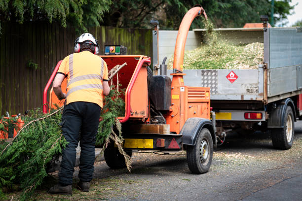 Best Lot and Land Clearing  in USA